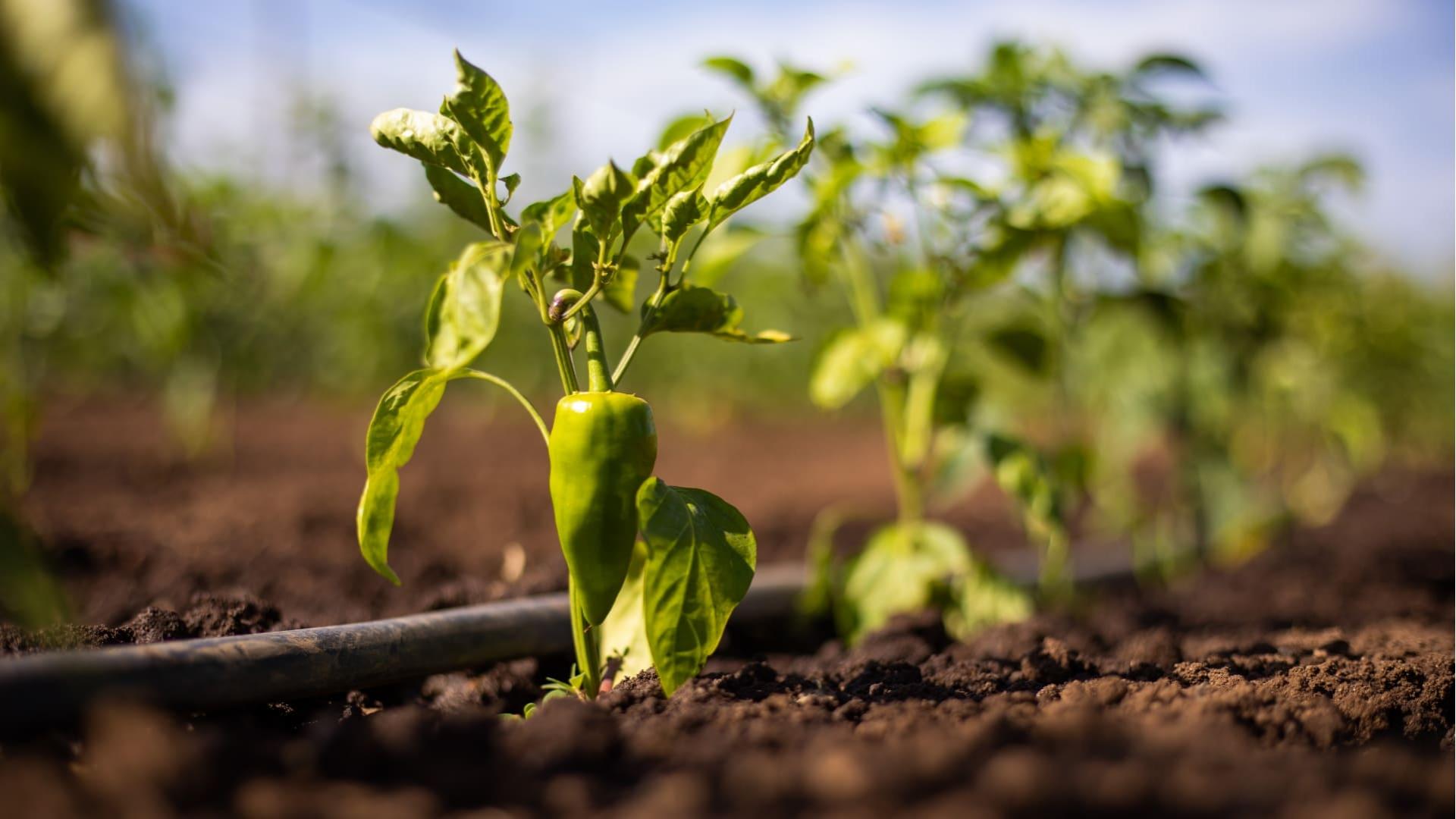 Pianta di peperone verde in un campo soleggiato.