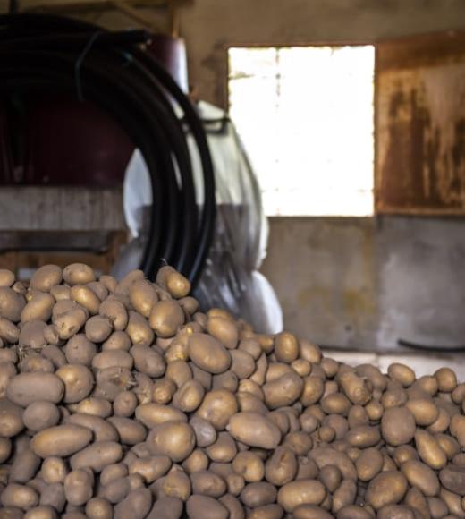 Patate ammassate in un magazzino con luce soffusa.