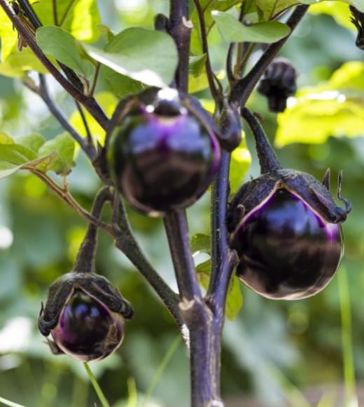 Melanzane rotonde viola su pianta con foglie verdi.