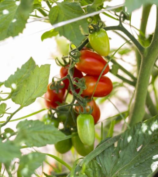 Pomodori maturi e acerbi su una pianta.