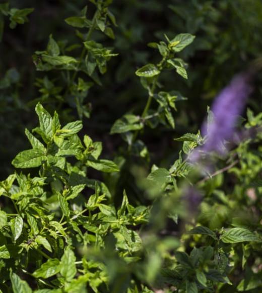 Pianta di menta verde con sfondo sfocato.