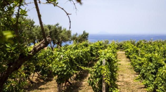 Vigneto con vista mare e alberi di ulivo.