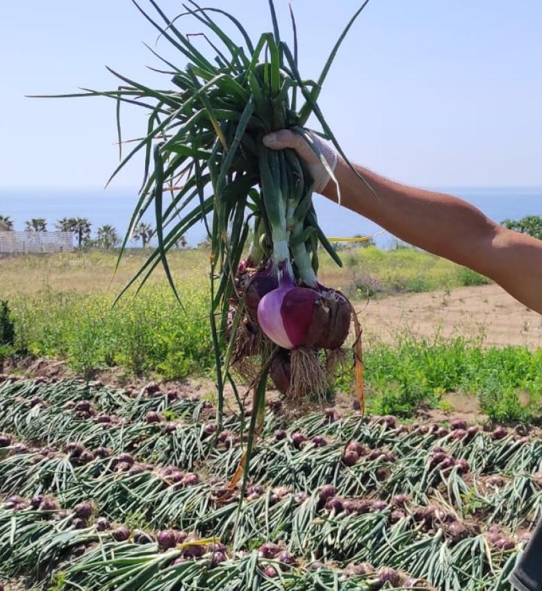 Uomo con cipolle in un campo vicino al mare.